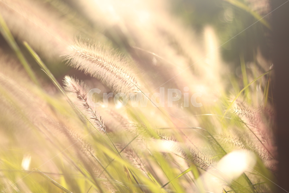 강아지풀,햇빛,가을,따뜻함,따스함,갈대,억새,가을,계절,fall,autumn,season,식물,자연,plants,nature,감성,sensible,feeling,grass,잔디,plant,lawn