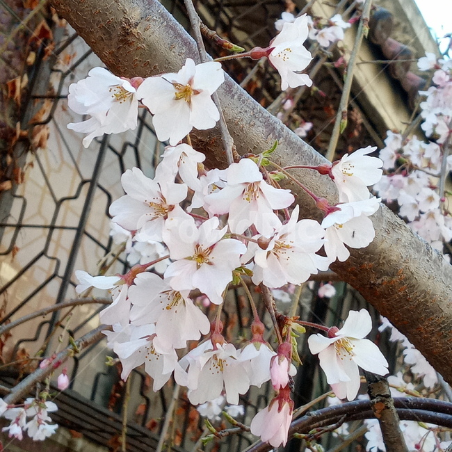 봄,벚꽃,cherryblossom,flowers,봄꽃,벚꽃나무,계절,springseason,꽃,감성,sensiblefeeling,plant,분홍,하양,배경,landscape,식물,자연,plants,nature,flower,blossom,cherryblossom