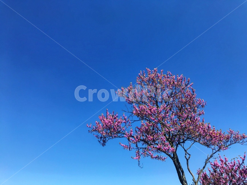 나무,하늘,sky,푸름,빨강