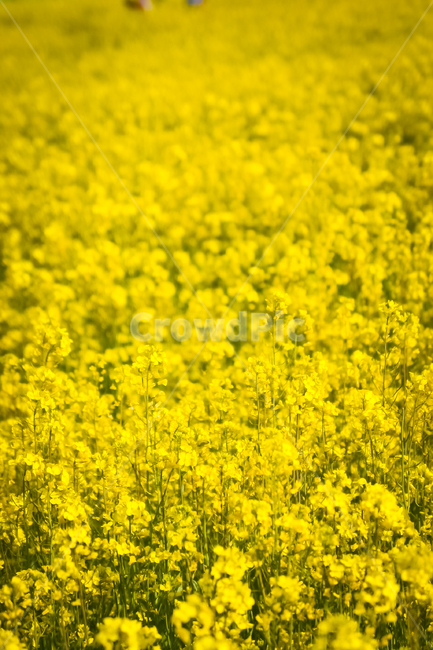 유채꽃,봄,들판,노란색,rapeblossoms,풍경,꽃밭,flowergarden,flower,봄,계절,spring,season,자연,풍경,nature,landscape,field,들,outdoors,옥외,grassland,목초지,meadow,rural,농촌,farm,농장
