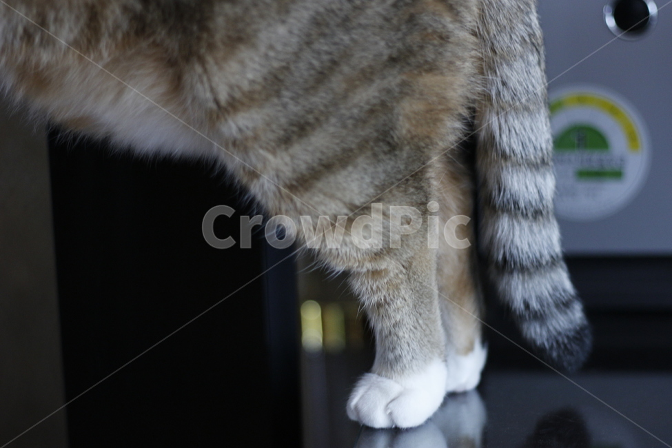 고양이,반려동물,반려묘,동물,길고양이,집사,애완동물,cat,pet,kitten,animal,동물,animal,고양이,cat,kitten,kitty