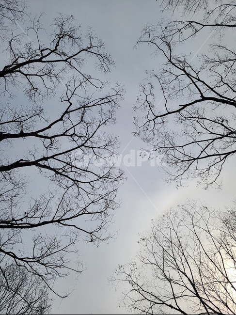 tree,나무,plant,식물,treetrunk,나무줄기,하늘,겨울