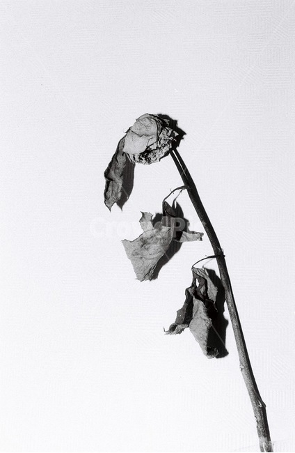 꽃,건초,흑백,필름,flower,식물,자연,plants,nature,흑백,모노톤,monochrome,black and white