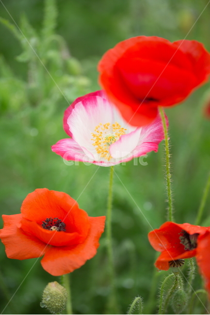 꽃,양귀비,봄,빗방울,붉은꽃,식물,자연,plants,nature,꽃,flower