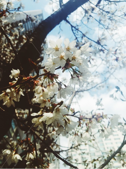 벚꽃,꽃,나무,풍경,봄,iphone8plus,spring,blossom,배경화면,봄,계절,spring,season,식물,자연,plants,nature,꽃,flower,plant