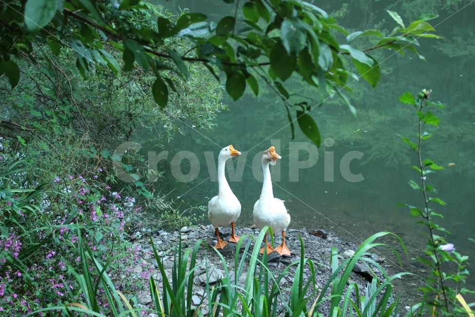 거위,호수,저수지,꽃,자연,풍경,동물,animal,조류,새,birds