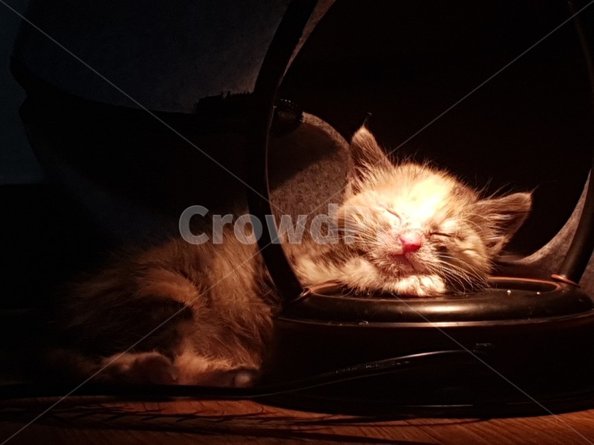 고양이,꼬물이,아기고양이,스탠드,빛,동물,animal,포유류,mammal,고양이,cat,kitten,kitty