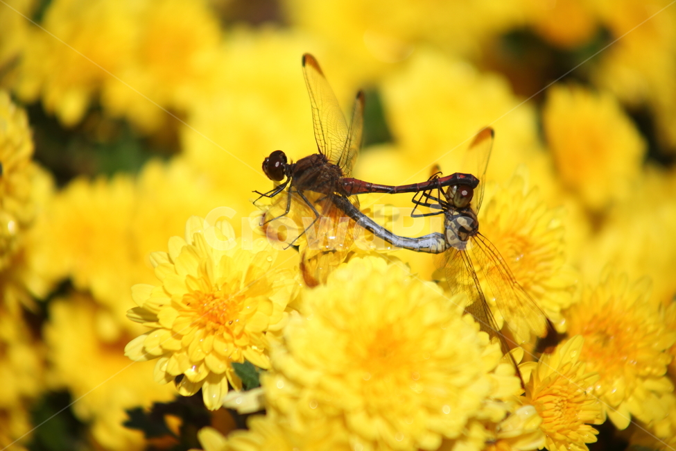 고추잠자리,잠자리,reddragonfly,dragonfly,국화,곤충,벌레,insect,bug