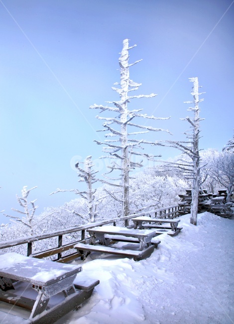 tree,나무,plant,식물,nature,자연,outdoors,옥외,ice,빙,snow,눈,mountain,산,mountainrange,산맥,상고대,무주,덕유산,덕유산설경,설경,설천봉,향적봉,중봉,덕유산국립공원