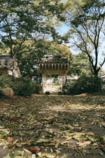 가을,낙엽,자연,옥외,정원,garden