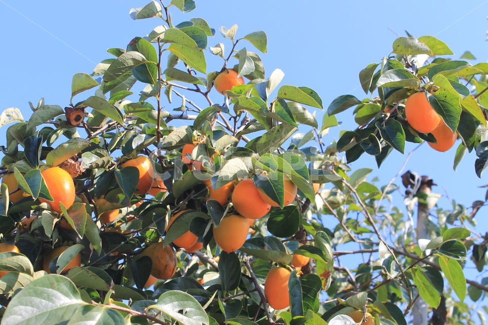 감,p​ersimmon,가을,autumn,fall,과일,fruit,나무,trees,wood,과일,열매,fruit