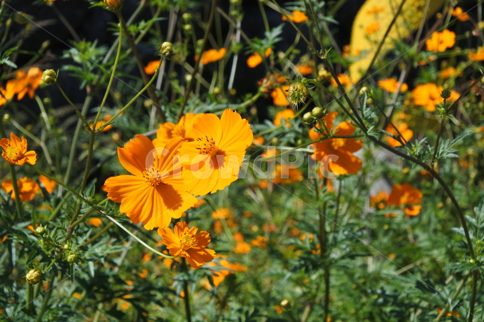 꽃,가을,시골,풀,햇살,식물,자연,plants,nature,꽃,flower