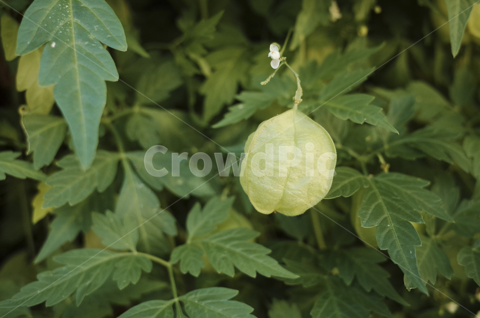 plant,식물,blossom,꽃,flower,leaf,잎,green,초록,녹색,초록색,white,흰색,하양,하얀