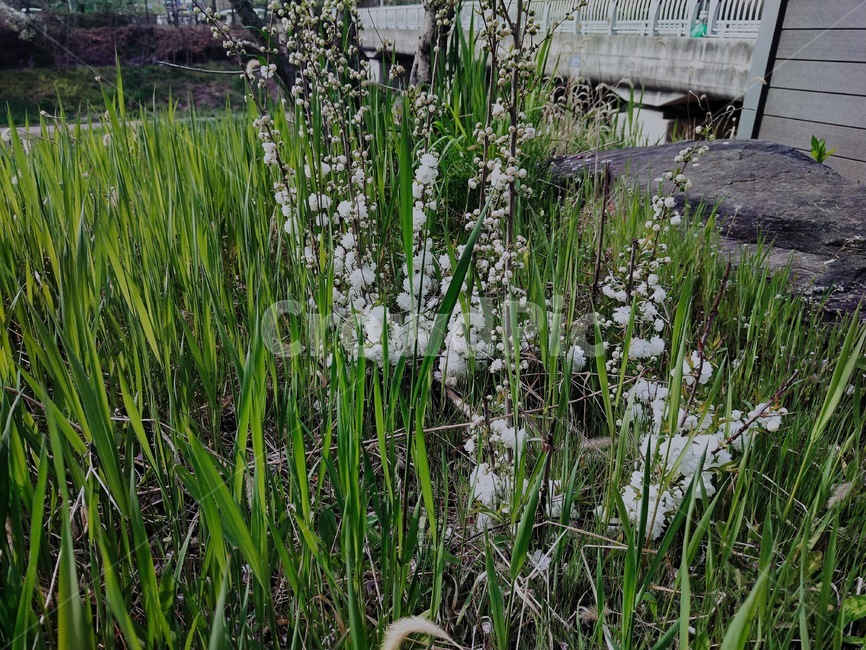 봄,산책로의꽃,흰꽃,초록풀,풀,식물,자연,plants,nature,꽃,flower