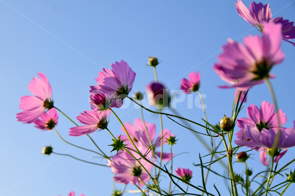 코스모스,코스모스꽃,꽃,가을,가을꽃,식물,국화과,꽃잎,cosmos,flower,fall,autumn,plant,blossom,petal,식물,자연,plants,nature,꽃,flower