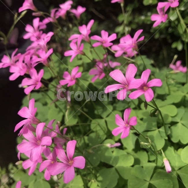 덩이괭이밥,PinkSorrel,Woodsorrel,괭이밥,여러해살이풀,OxalisarticulataSavigny,분홍꽃,식물,약재,약용,나물,식용,꽃,Flower,식물,자연,plants,nature,꽃,flower