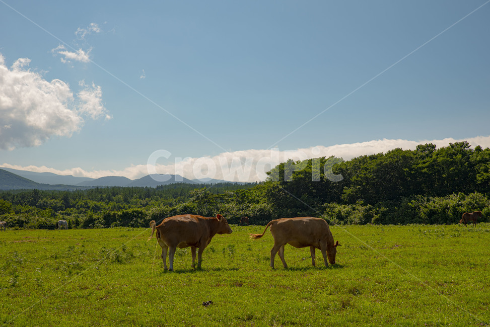 field,들,grassland,목초지,outdoors,옥외,nature,자연,cattle,가축,cow,소,animal,동물,mammal,포유류,countryside,한지방,farm,농장,rural,농촌,제주,제주도,동물,animal,포유류,mammal