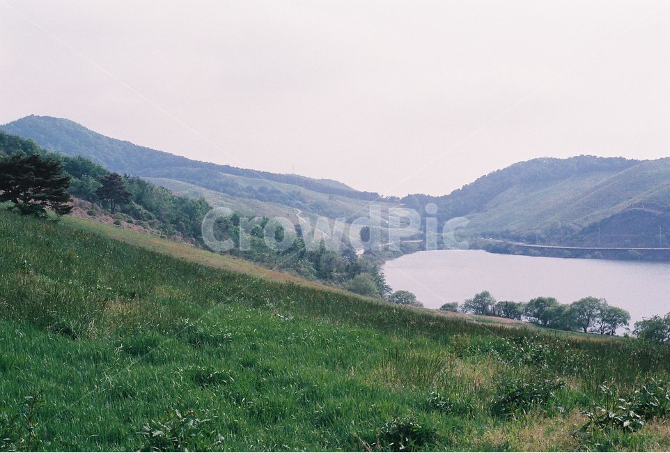 식물,화초,풍경,여름,감성,필름,자연,풍경,nature,landscape,outdoors,옥외