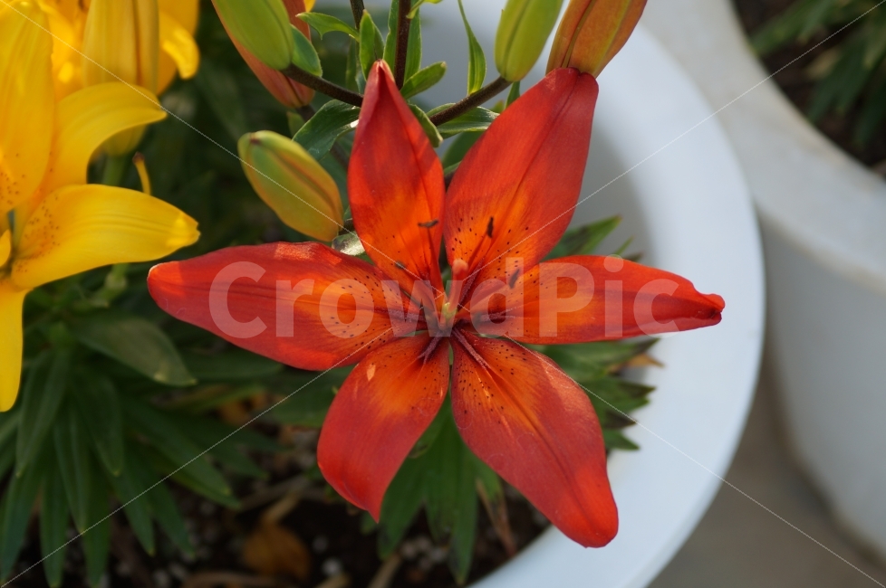봄꽃,봄꽃축제,야생화,태화강,꽃사진,식물,자연,plants,nature,꽃,flower