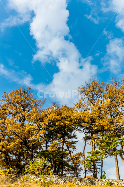 돌담,단풍,하늘,가을,구름,감성,가을,계절,fall,autumn,season,자연,풍경,nature,landscape,한국자연풍경,한국자연경관,korea nature landscape,식물,plants,나무,trees,wood,tree,plant