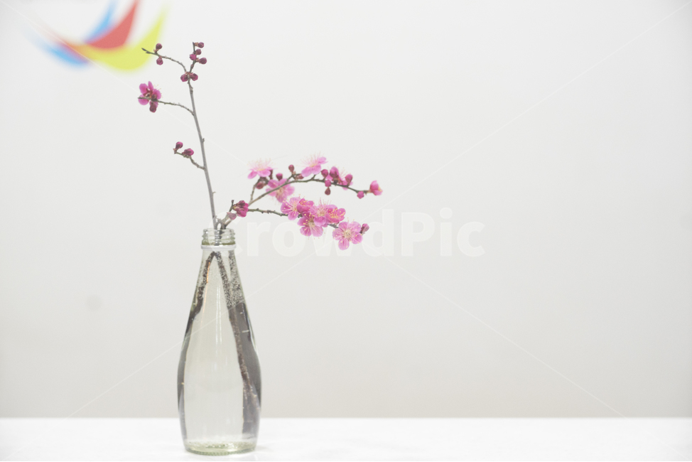 red plum blossom,spring flowers,Bimea,new spring,nonplum blossom,Emotional flower photo