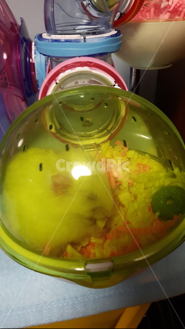 햄스터,골든햄스터,골든햄스터잠,햄스터집,햄스터케이지,햄스터터널,햄스터베딩,골든화이트햄스터,동물,animal,포유류,mammal