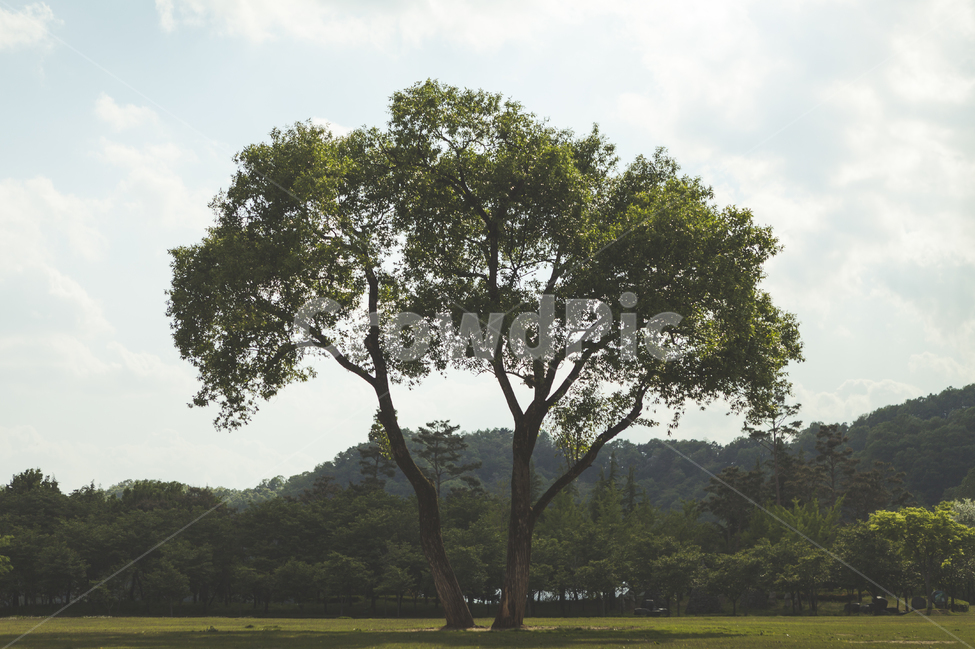 대청호반생태공원,나무,풍경,맑은날,구름,식물,자연,plants,nature,나무,trees,wood,휴식,힐링,rest,relaxation,healing