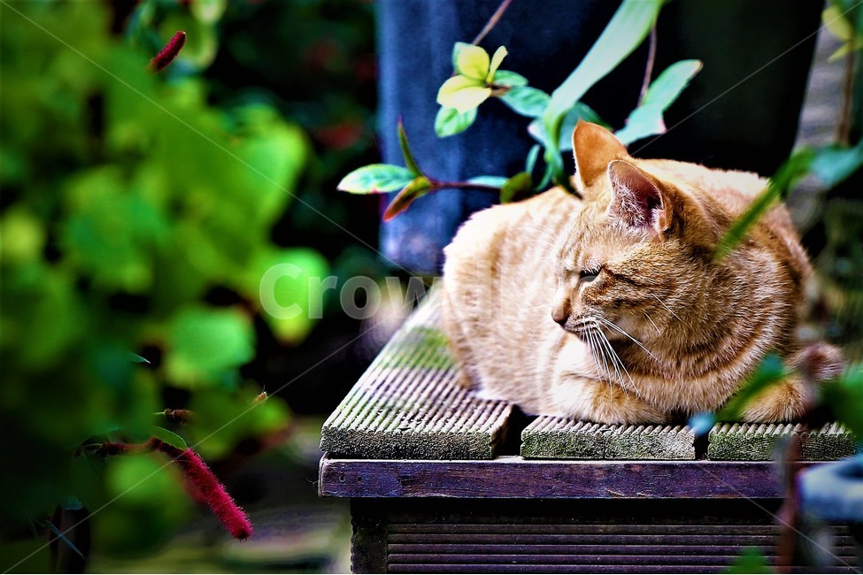 고양이,감성,귀여움,사랑,동물,동물,animal,포유류,mammal,고양이,cat,kitten,kitty