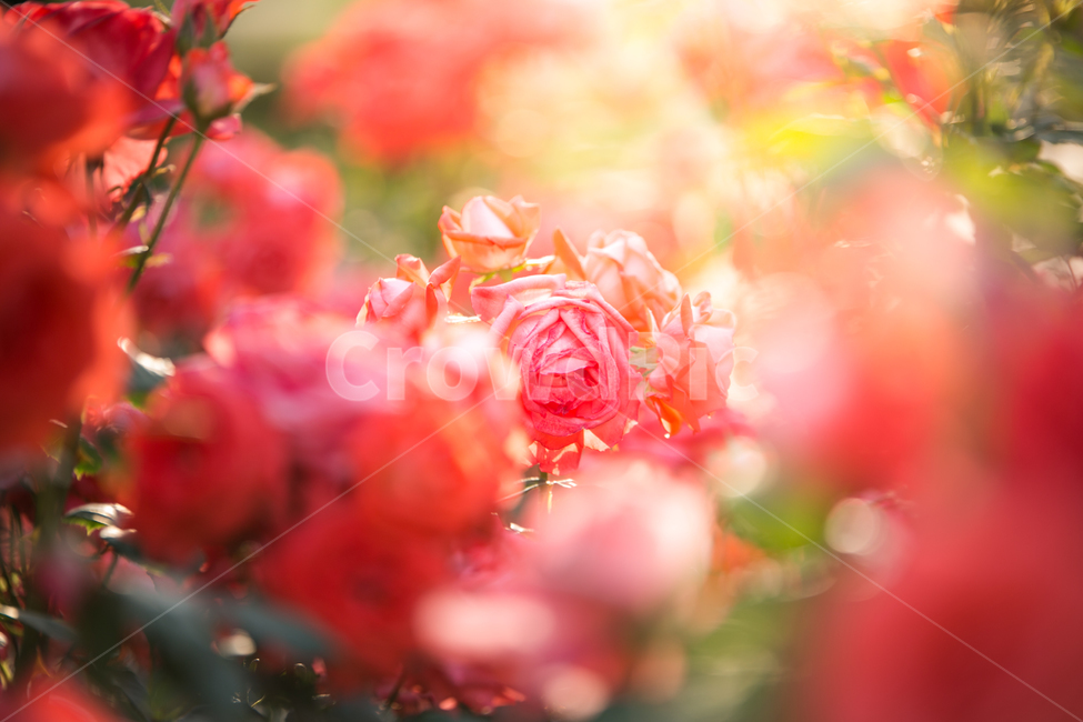 꽃,봄꽃,장미,감성,빨간,플라워,로즈,여름,6월꽃,아름다운,식물,자연,plants,nature,꽃,flower,색깔,색상,색채,색감,color sense,color sensitivity,feeling of color