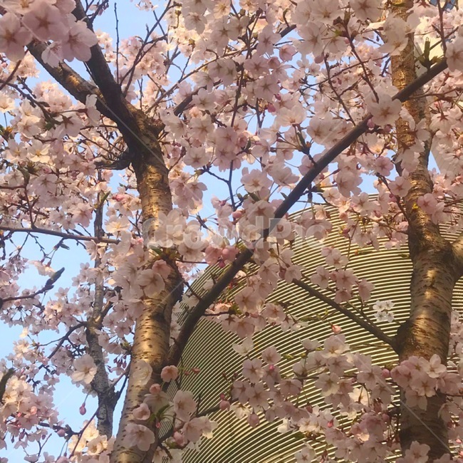 봄,벚꽃,나무,꽃,분홍,봄,계절,spring,season,plant,식물,flower,blossom