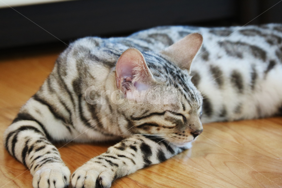 고양이,뱅갈고양이,애완동물,반려동물,동물,반려묘,동물,animal,포유류,mammal,고양이,cat,kitten,kitty