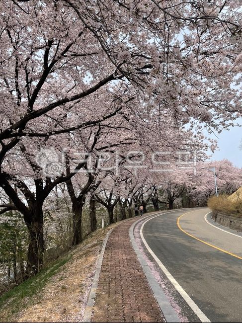cherry blossom,cherry tree,cherry blossom tree,spring,spring flower