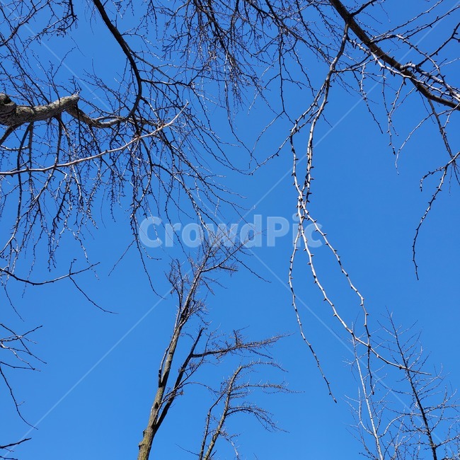 나무,식물,잔가지,가을,가지,나뭇가지,하늘,tree,plant