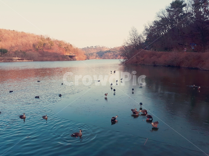 저수지,선암저수지,겨울,오리,풍경,산,겨울저수지,겨울,계절,winter,season,자연,풍경,nature,landscape,동물,animal,조류,새,birds,water,물,outdoors,옥외