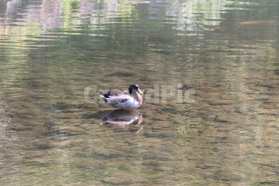 바닷새,bird,새,animal,동물,겨울,겨울새,seabird,동물,animal,조류,새,birds