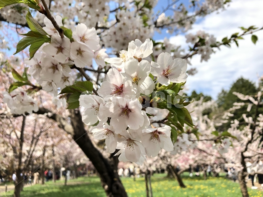 벚꽃,봄,벚꽃나무,spring,tree,sakura,blossom,flower,cherryblossom,plant
