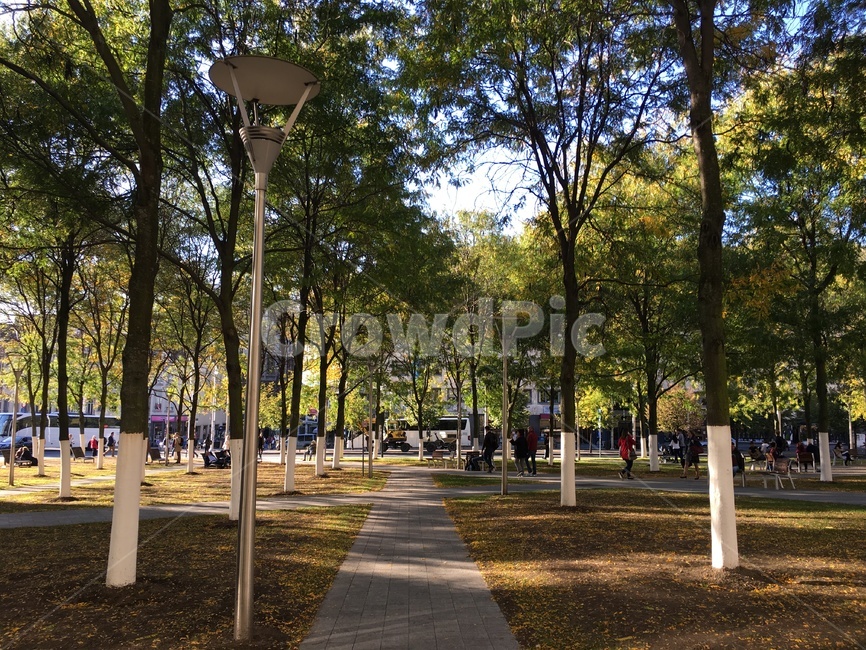 나무,길,가을,autumn,fall,street,tree,낙엽,leaves