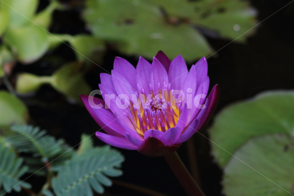 수련,연,꽃,수생식물,waterlily,식물,자연,plants,nature,꽃,flower