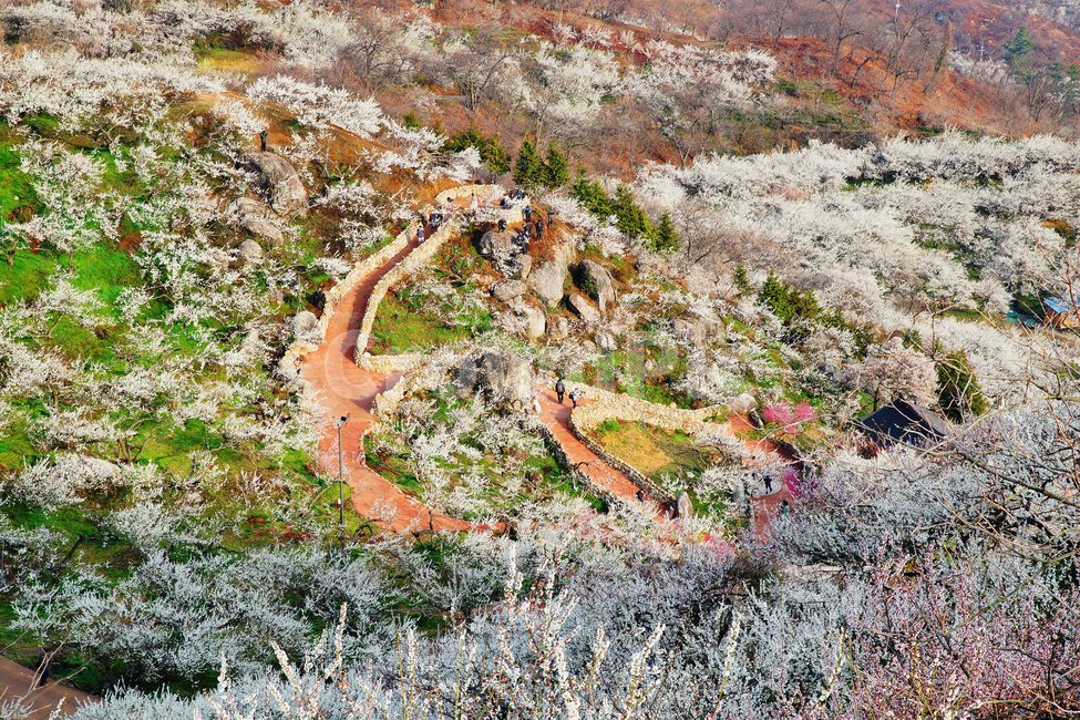 매화마을,봄,다압면,풍경,꽃,광양시,봄,계절,spring,season,자연,풍경,nature,landscape,outdoors,옥외