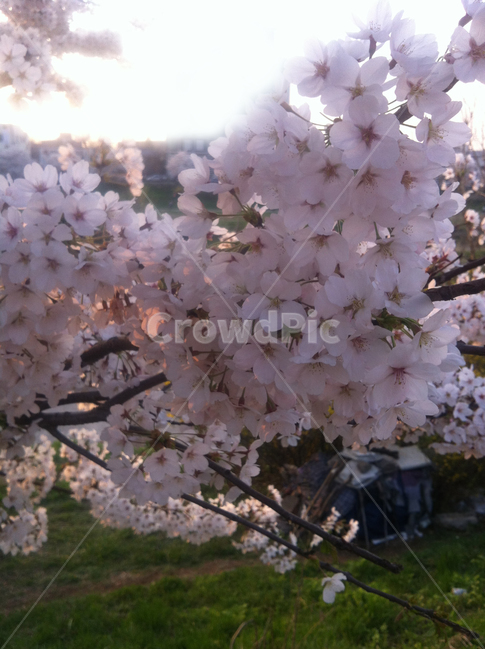 식물,꽃,벚꽃,봄,벚꽃놀이,식물,자연,plants,nature,꽃,flower