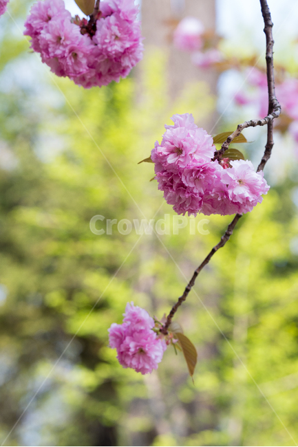 봄,봄꽃,귀여운,아침숲,분홍꽃,봄,계절,spring,season,식물,자연,plants,nature,꽃,flower,plant,blossom