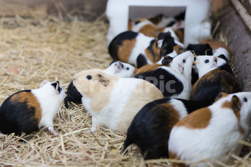 guinea pig,Pets,mouse,animal,Zoo,mammalia,pet