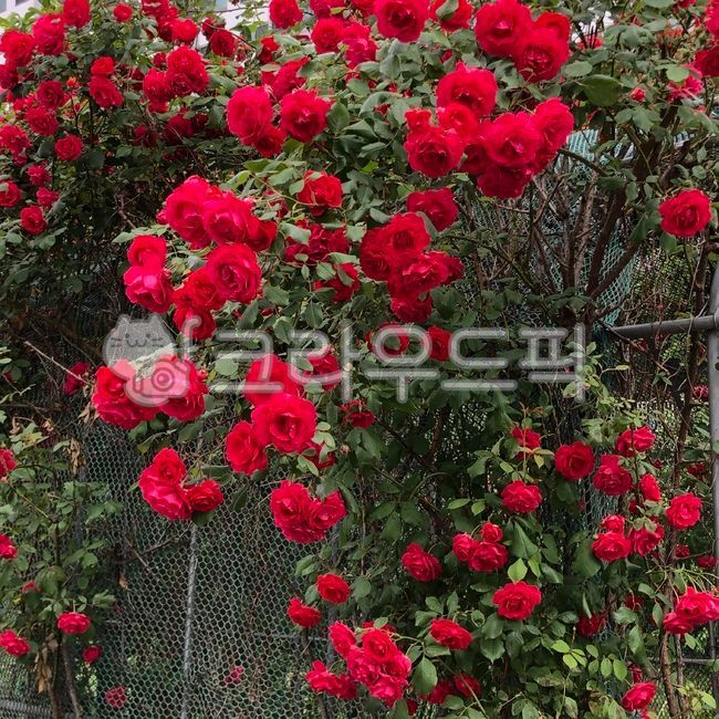 담장,장미담장,장미꽃,장미다발,장미넝쿨