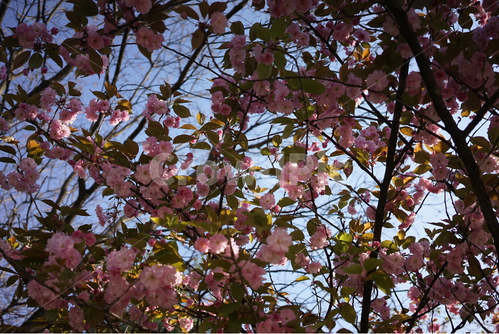 꽃,핑크,봄,하늘,벚꽃,봄,계절,spring,season,식물,자연,plants,nature,꽃,flower,plant,blossom