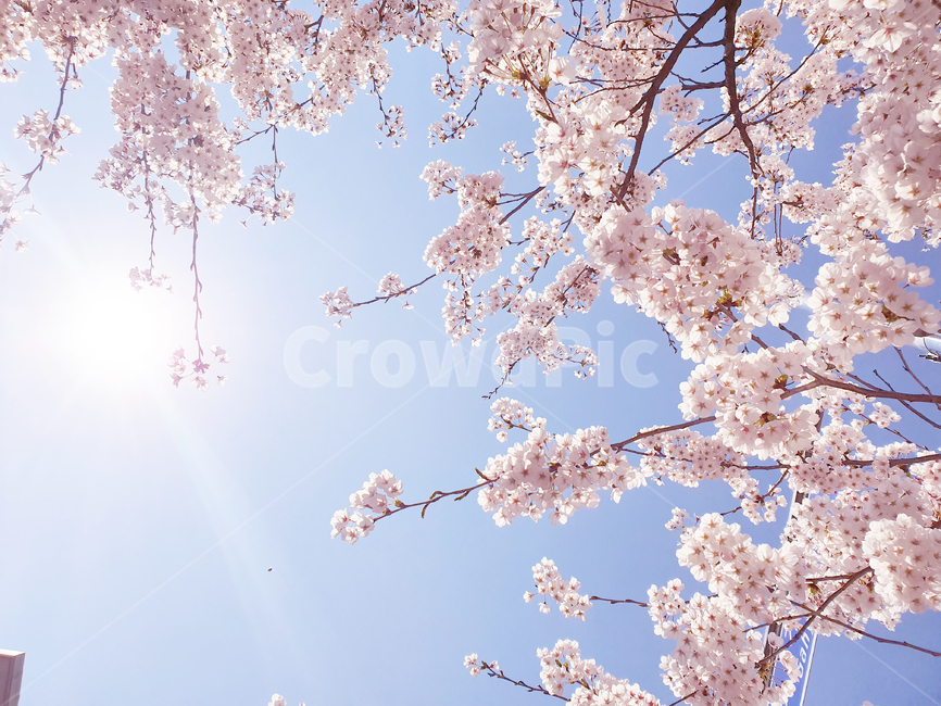 blossom,cherryblossom,식물,flower,plant,꽃,벚꽃,하늘,햇빛,sunshion,태양광,자연,야외,봄,계절,spring,season