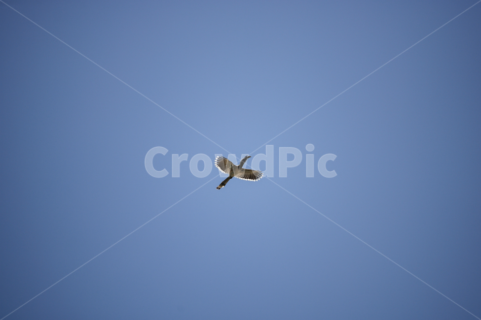하늘,새,동물,sky,bird,동물,animal,조류,새,birds