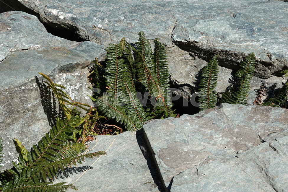 고사리,식물,돌,뉴질랜드,newzealand,plant,stone,자연
