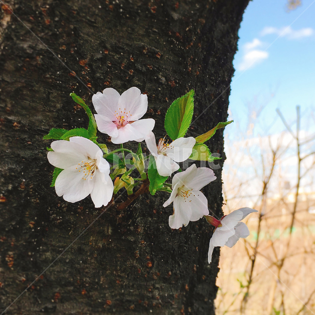 벚꽃,꽃,봄,새싹,나뭇잎,하늘,나무,식물,자연,plants,nature,꽃,flower