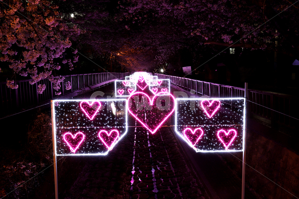 진해,여좌천,벚꽃축제,군항제,반영,우산,봄,계절,springseason,야경,밤,풍경,nightscape,nightlandscape,축제행사,festivalcarnivalevent,감성,sensiblefeeling,야경,밤,풍경,nightscape,night,landscape,축제,행사,festival,carnival,event,light,빛