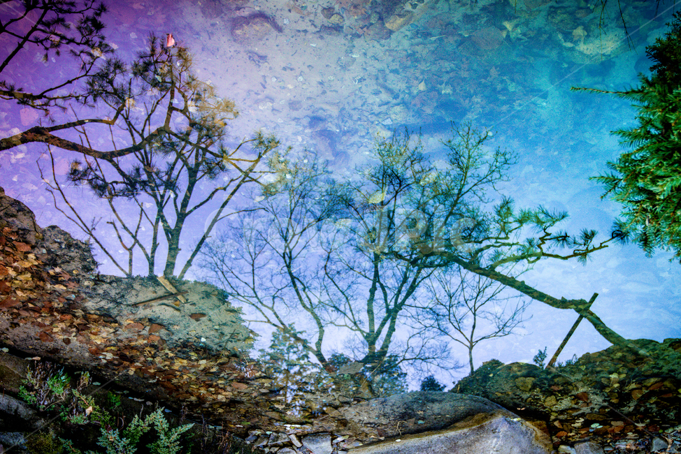plant,식물,tree,나무,연못,반영,색감,하늘